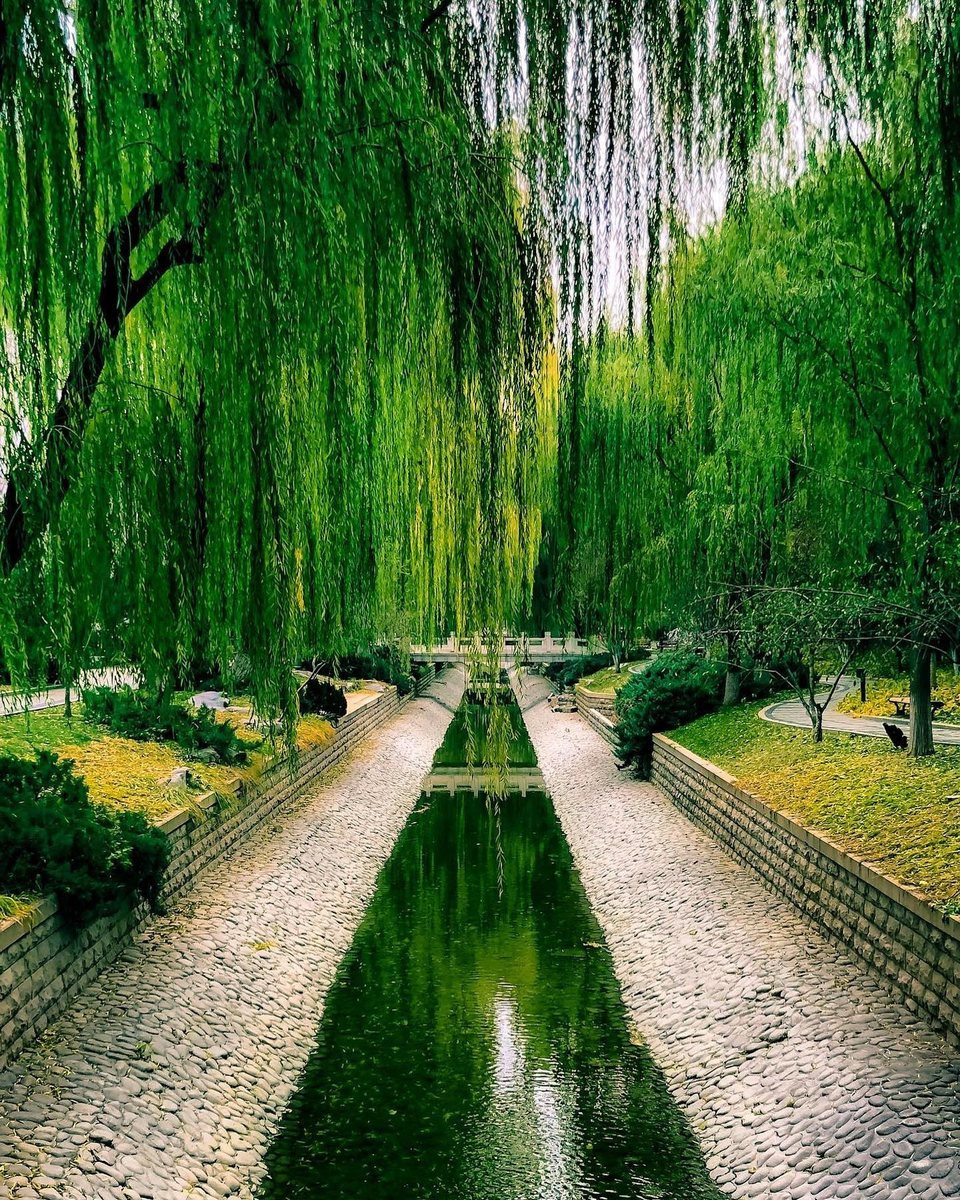 Des saules pleureurs le long d’un canal à Pékin, Chine