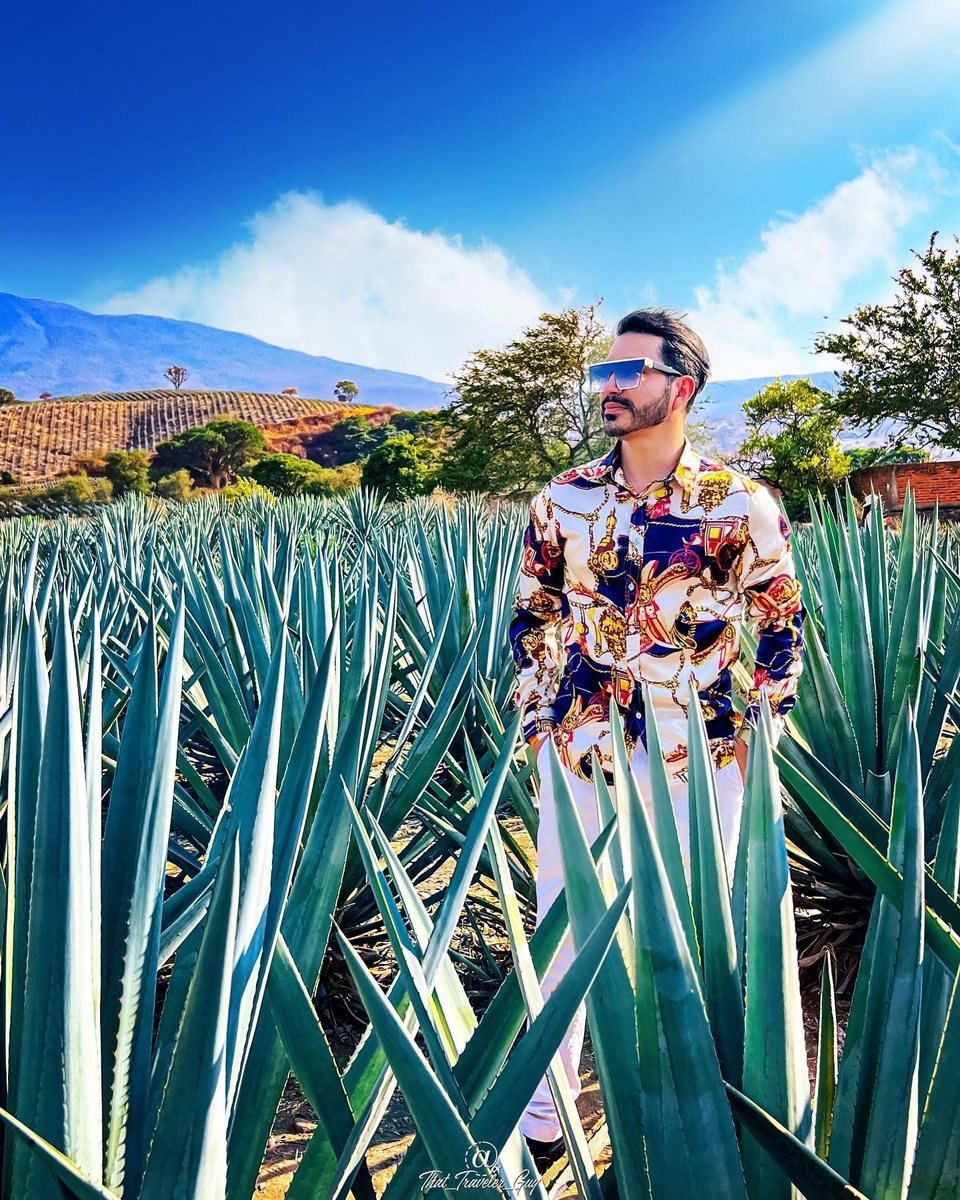 Chris parmi les agaves bleus à Tequila, Jalisco